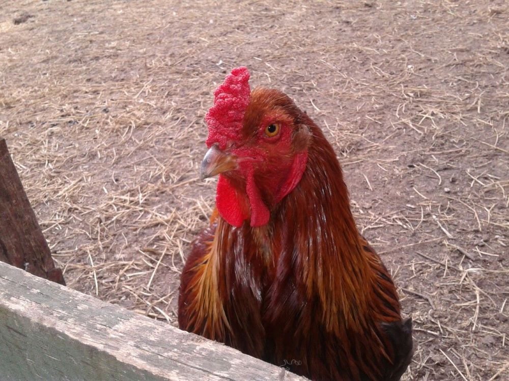 Le robaron la gallina a su hija y pide por favor que se lo devuelvan